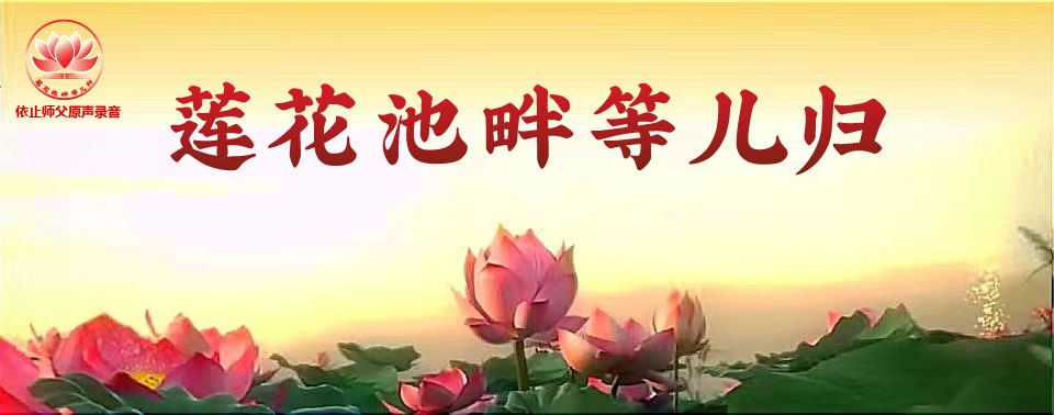 莲花池畔等儿归-黄色7